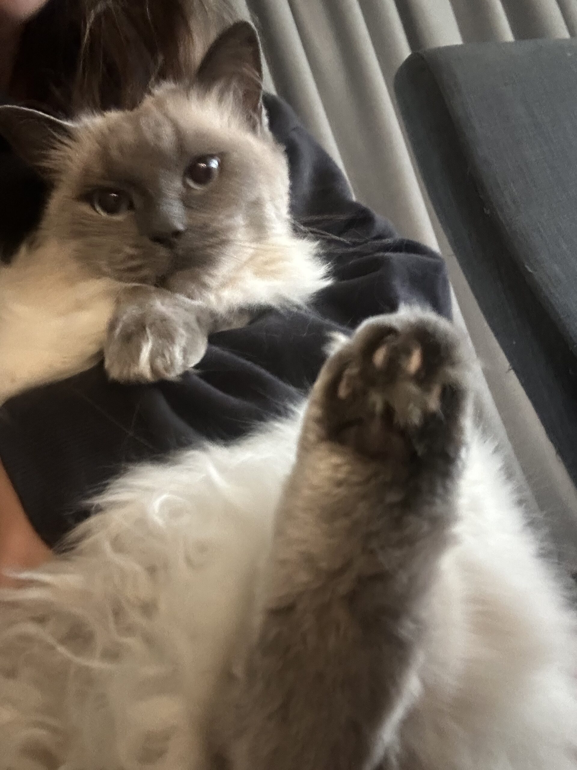 Coco